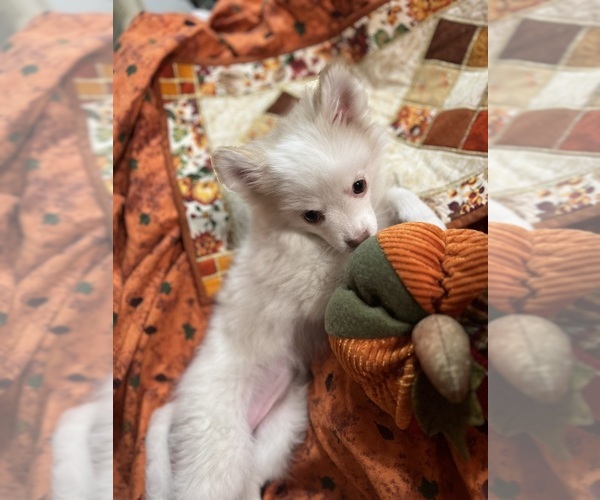 Medium Photo #7 Pomsky Puppy For Sale in GOLDEN VALLEY, AZ, USA