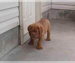 Small Photo #2 Dogue de Bordeaux Puppy For Sale in VERNAL, UT, USA