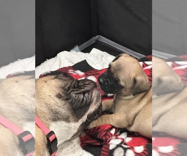 Medium Photo #8 French Bulldog-French Bullhuahua Mix Puppy For Sale in SHEPHERD, MT, USA