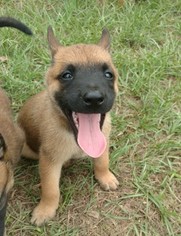 Belgian Malinois Puppy for sale in QUITMAN, TX, USA