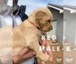 Small Photo #23 Golden Retriever Puppy For Sale in SEMINOLE, TX, USA