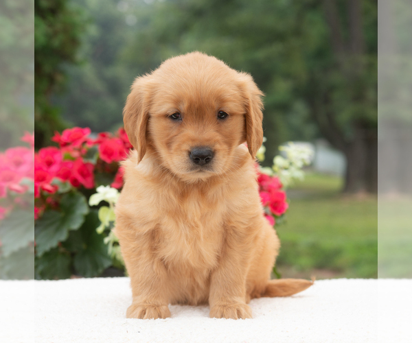 Medium Photo #4 Golden Retriever Puppy For Sale in NEWPORT, PA, USA