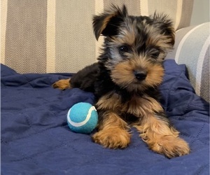 Yorkshire Terrier Puppy for sale in RICHMOND, MI, USA