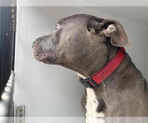 American Pit Bull Terrier Dogs for adoption in Houston, TX, USA