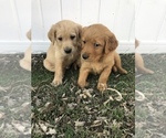 Small Photo #1 Golden Retriever Puppy For Sale in VESTA, MN, USA
