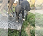 Small Photo #7 Great Dane Puppy For Sale in MOSES LAKE, WA, USA