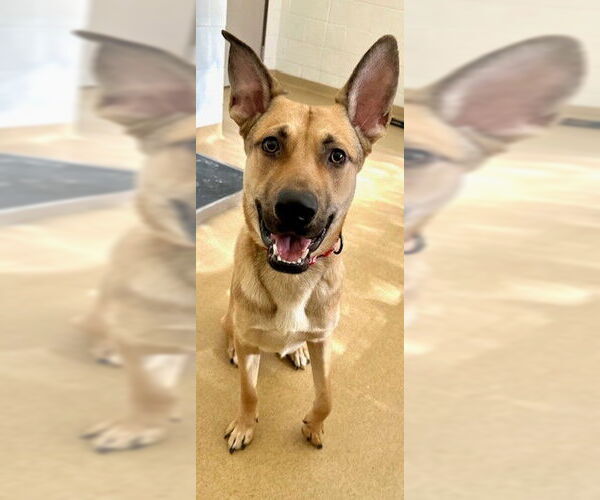 Medium Photo #1 German Shepherd Dog-Unknown Mix Puppy For Sale in Derwood, MD, USA