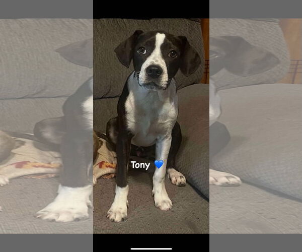 Medium Photo #1 Mutt Puppy For Sale in Ridgefield, CT, USA