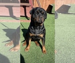 Small Photo #21 Rottweiler Puppy For Sale in MIRA LOMA, CA, USA