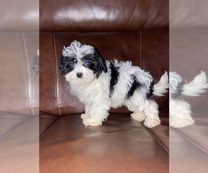 Cavapoo Puppy for sale in LOWELL, MA, USA