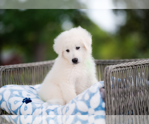 Medium Photo #4 Maremma Sheepdog Puppy For Sale in CONWAY, MO, USA