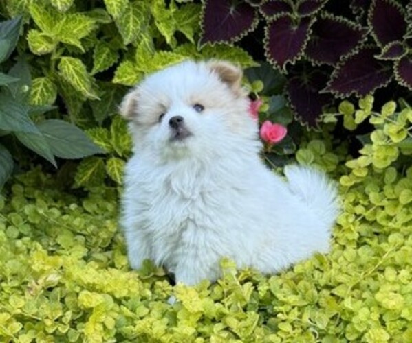 Medium Photo #3 Pomeranian Puppy For Sale in CURTISS, WI, USA