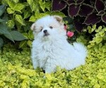 Small #2 Pomeranian