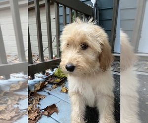 Goldendoodle Puppy for sale in WAKE FOREST, NC, USA