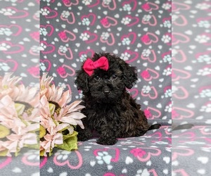 Havanese-Poodle (Toy) Mix Puppy for sale in LEOLA, PA, USA