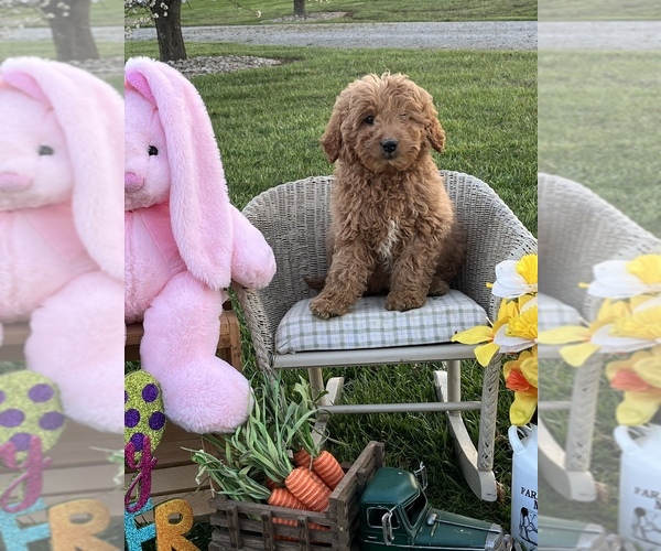 Medium Photo #1 Goldendoodle Puppy For Sale in PEEBLES, OH, USA