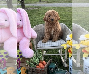 Medium Goldendoodle