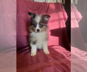 Miniature Australian Shepherd-Pomeranian Mix Puppy for sale in BREMEN, MN, USA