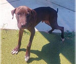 American Staffordshire Terrier-Dutch Shepherd  Mix Dogs for adoption in Fort Lauderdale, FL, USA