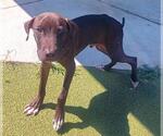 Small American Staffordshire Terrier-Dutch Shepherd  Mix