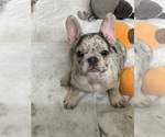 Puppy Tolima French Bulldog