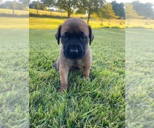 Mastador Puppy for sale in WILLIAMSBURG, OH, USA
