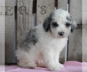 Poodle (Miniature) Puppy for sale in FREDERICKSBURG, OH, USA