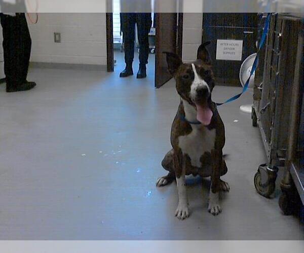 Medium Photo #1 American Pit Bull Terrier Puppy For Sale in Fayetteville, NC, USA