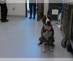 Small American Pit Bull Terrier