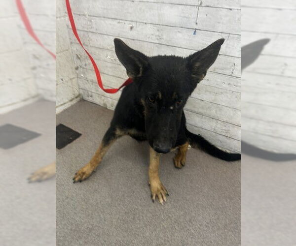 Medium Photo #1 German Shepherd Dog Puppy For Sale in San Bernardino, CA, USA