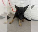 Small German Shepherd Dog