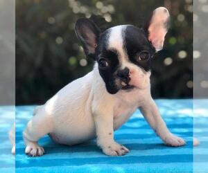 French Bulldog Puppy for sale in HOUSTON, TX, USA