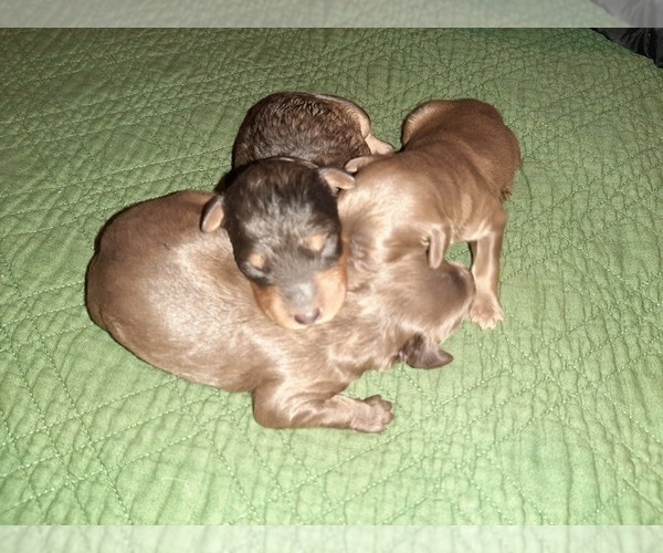 Medium Photo #4 Aussie-Poo Puppy For Sale in LINCOLN, AL, USA