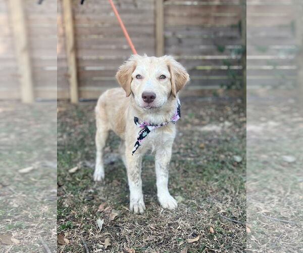 Medium Photo #6 Great Pyrenees Puppy For Sale in Spring, TX, USA