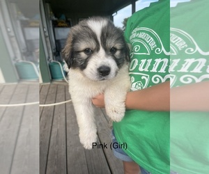 Great Pyrenees Puppy for sale in LAWSON, MO, USA