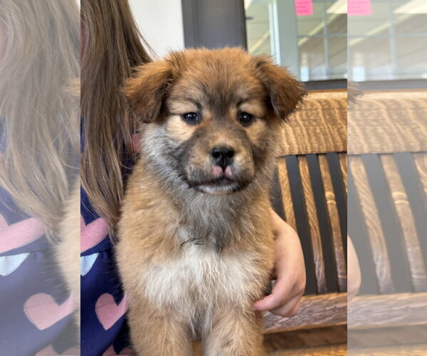 Medium Photo #1 Great Pyrenees-Unknown Mix Puppy For Sale in Polson, MT, USA
