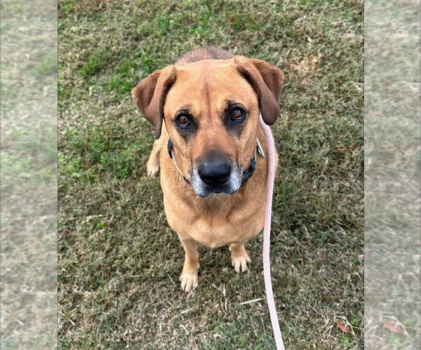 Medium Photo #8 Black Mouth Cur-German Shepherd Dog Mix Puppy For Sale in Evansville, IN, USA