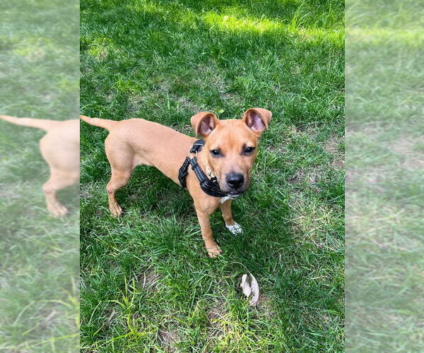 Medium Photo #7 Bulldog-Unknown Mix Puppy For Sale in Tarrytown, GA, USA