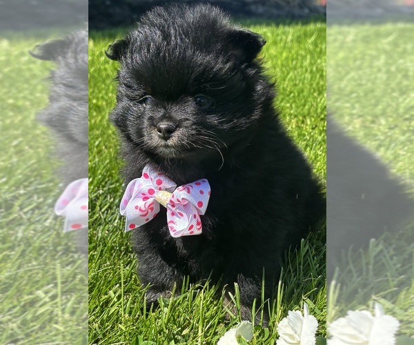 Medium Photo #1 Pomeranian Puppy For Sale in ROCK STREAM, NY, USA
