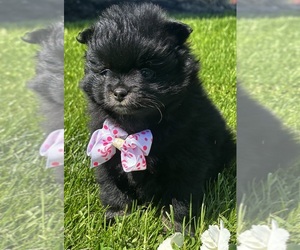 Pomeranian Puppy for sale in ROCK STREAM, NY, USA