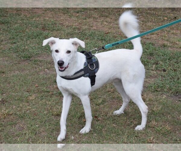 Medium Photo #4 Canaan Dog-Huskies  Mix Puppy For Sale in Anniston, AL, USA