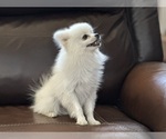 Small Photo #1 Pomeranian Puppy For Sale in ANTELOPE, CA, USA