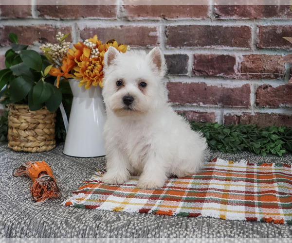 Medium Photo #5 West Highland White Terrier Puppy For Sale in SYRACUSE, IN, USA