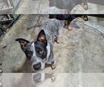 Small #8 Mutt