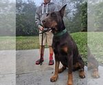 Small Photo #105 Doberman Pinscher Puppy For Sale in FORT LAUDERDALE, FL, USA