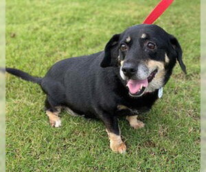 Boo Boo - Female Dachshund-Unknown Mix Dog for Adoption - Photo #3