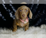Small #4 Dachshund