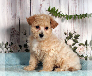 Bichpoo Puppy for sale in PENNS CREEK, PA, USA