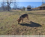 Small #1 German Shepherd Dog