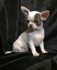 Chihuahua Puppy for sale in SAINT PETERSBURG, FL, USA